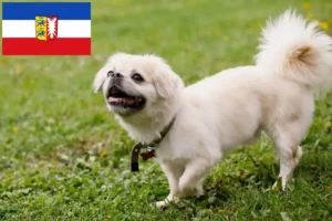 Read more about the article Tibetan Spaniel crescători și căței în Schleswig-Holstein