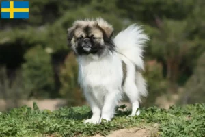 Read more about the article Crescători de Spaniel Tibetan și căței în Suedia