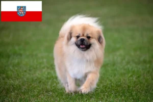 Read more about the article Tibetan Spaniel crescători și căței în Thuringia