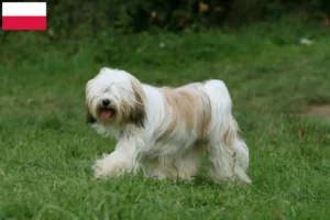 Read more about the article Tibetan Terrier crescători și căței în Polonia