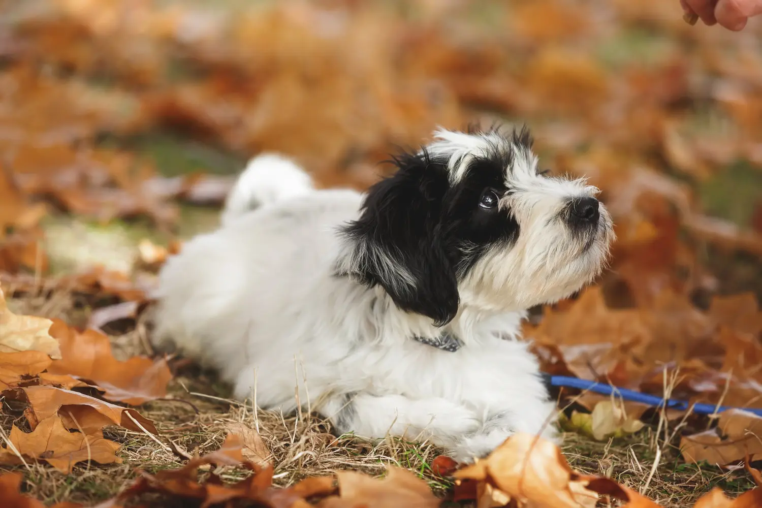 Cumpărarea unui cățeluș Terrier Tibetan înseamnă asumarea responsabilității! Cumpărați cățeluși Terrier tibetan.