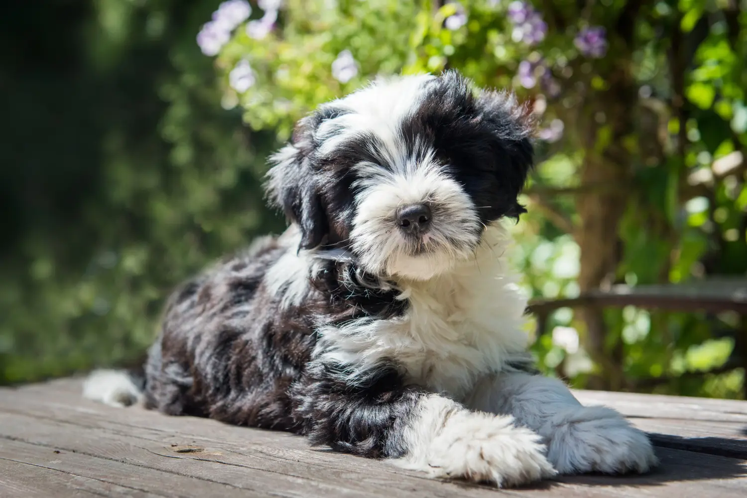 Cumpărarea unui cățeluș Terrier Tibetan înseamnă asumarea responsabilității! Cumpărați cățeluși Terrier tibetan.