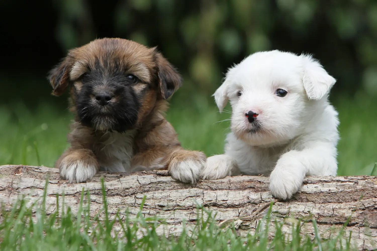 Cumpărarea unui cățeluș Terrier Tibetan înseamnă asumarea responsabilității! Cumpărați cățeluși Terrier tibetan.