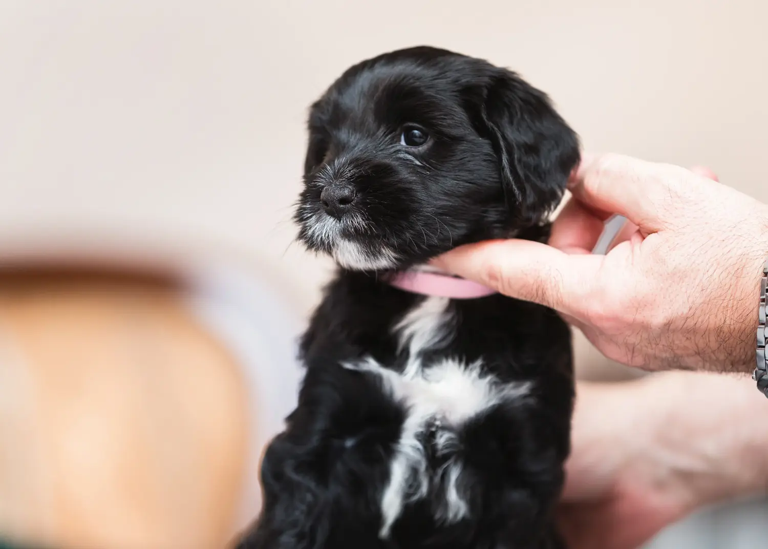 Cumpărarea unui cățeluș Terrier Tibetan înseamnă asumarea responsabilității! Cumpărați cățeluși Terrier tibetan.