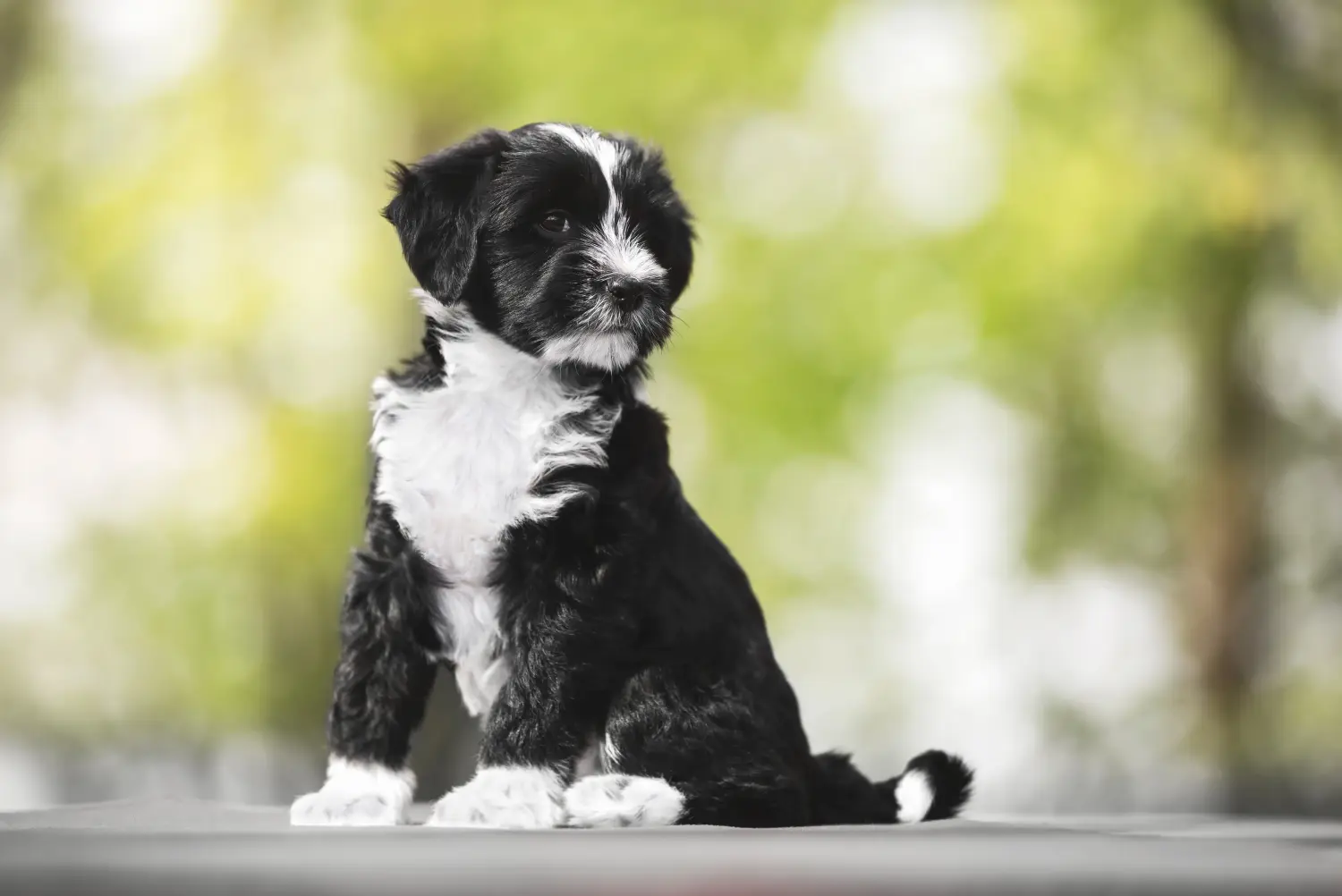 Cumpărarea unui cățeluș Terrier Tibetan înseamnă asumarea responsabilității! Cumpărați cățeluși Terrier tibetan.