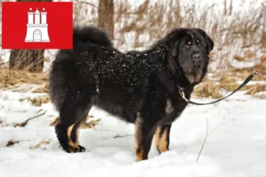 Read more about the article Tibetan Dog Breeder și căței în Hamburg