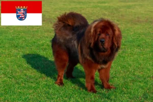 Read more about the article Tibetan Dog breeder și căței în Hessen