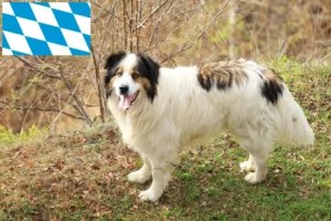 Read more about the article Tornjak crescători și căței în Bavaria