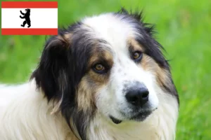 Read more about the article Crescători și căței Tornjak în Berlin