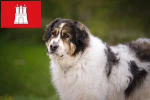 Read more about the article Tornjak crescători și căței în Hamburg