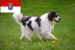 Read more about the article Tornjak crescători și căței în Hessen
