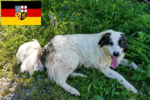 Read more about the article Tornjak crescători și căței în Saarland