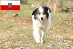 Read more about the article Tornjak crescători și căței în Thuringia