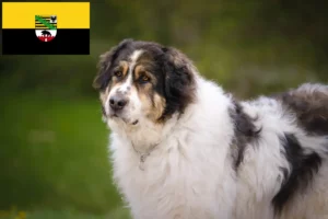 Read more about the article Tornjak crescători și căței în Saxonia-Anhalt