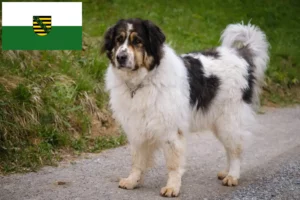 Read more about the article Tornjak crescători și căței în Saxonia