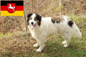 Read more about the article Tornjak crescători și căței în Saxonia Inferioară