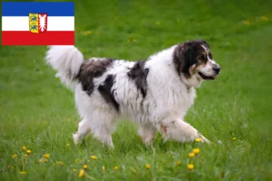 Read more about the article Tornjak crescători și căței în Schleswig-Holstein