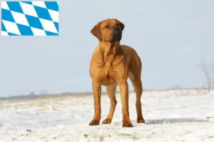 Read more about the article Tosa crescători și căței în Bavaria