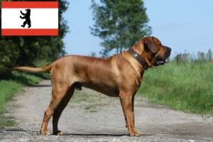 Read more about the article Tosa crescători și căței în Berlin