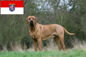 Read more about the article Tosa crescători și căței în Hessen