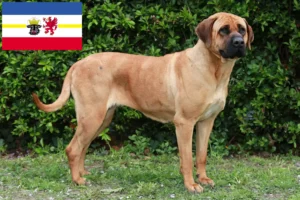Read more about the article Tosa crescători și căței în Mecklenburg-Vorpommern