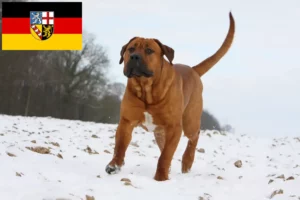 Read more about the article Tosa crescători și căței în Saarland