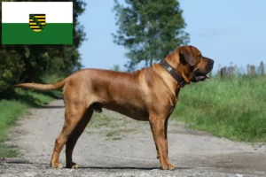 Read more about the article Tosa crescători și căței în Saxonia