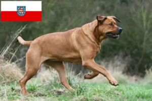 Read more about the article Tosa crescători și căței în Thuringia