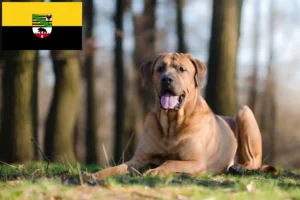 Read more about the article Tosa crescători și căței în Saxonia-Anhalt