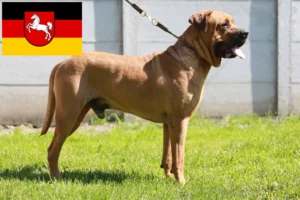 Read more about the article Tosa crescători și căței în Saxonia Inferioară