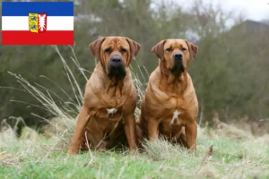 Read more about the article Tosa crescători și căței în Schleswig-Holstein