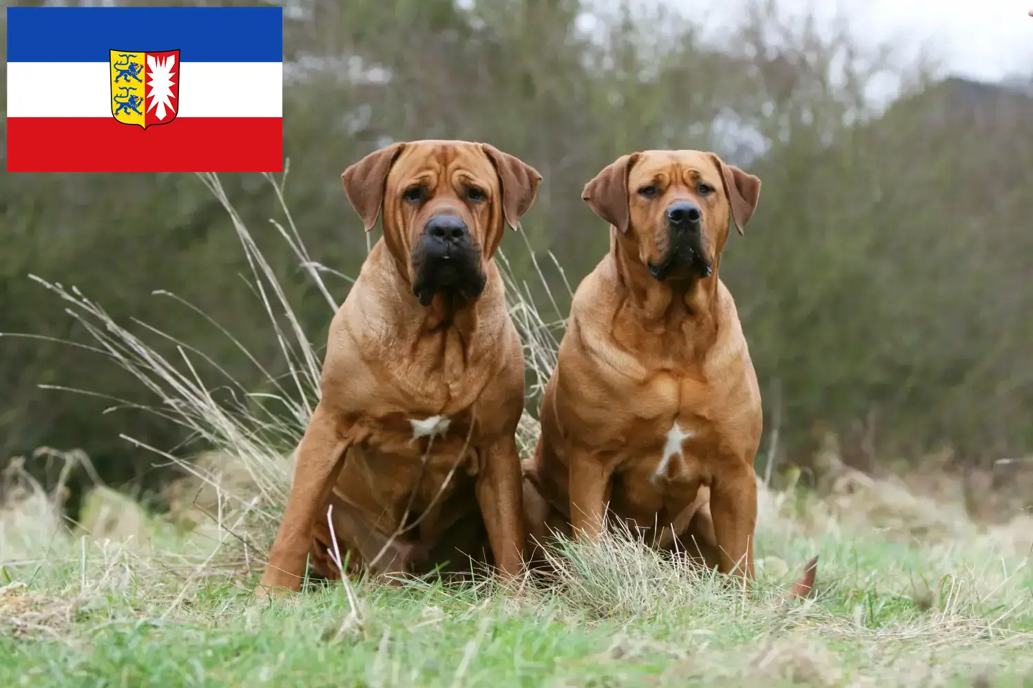 Read more about the article Tosa crescători și căței în Schleswig-Holstein