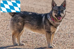 Read more about the article Västgötaspets crescători și căței în Bavaria