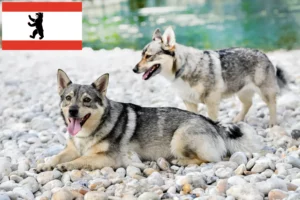 Read more about the article Västgötaspets crescători și căței în Berlin