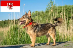 Read more about the article Västgötaspets crescători și căței în Brandenburg