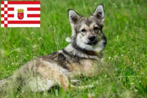 Read more about the article Västgötaspets crescători și căței în Bremen