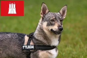 Read more about the article Västgötaspets crescători și căței în Hamburg