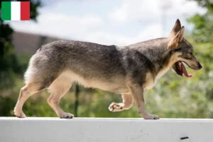 Read more about the article Västgötaspets crescători și căței în Italia