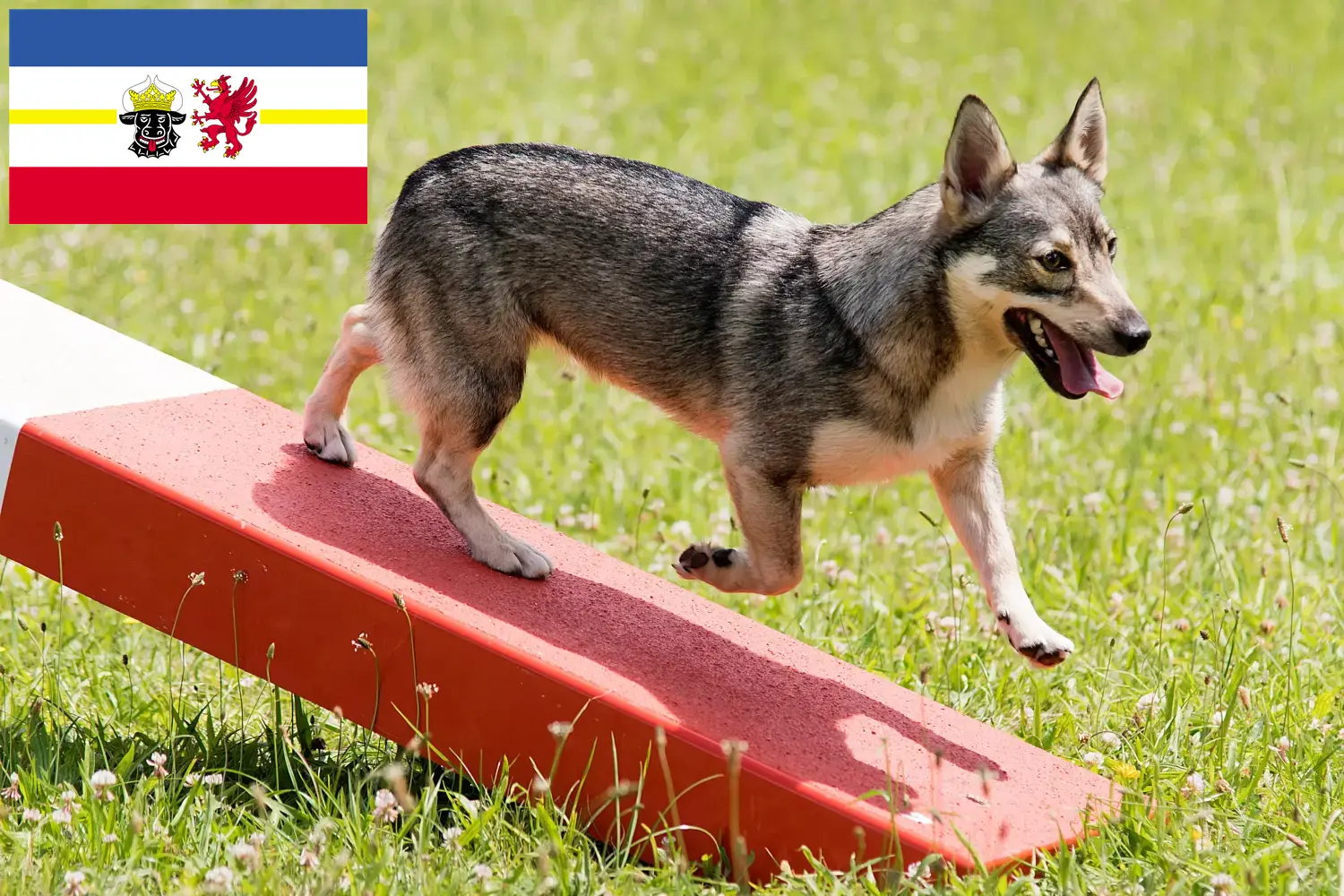 Read more about the article Västgötaspets crescători și căței în Mecklenburg-Vorpommern
