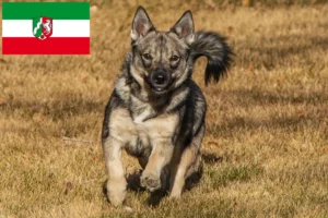 Read more about the article Västgötaspets crescători și căței în Renania de Nord-Westfalia
