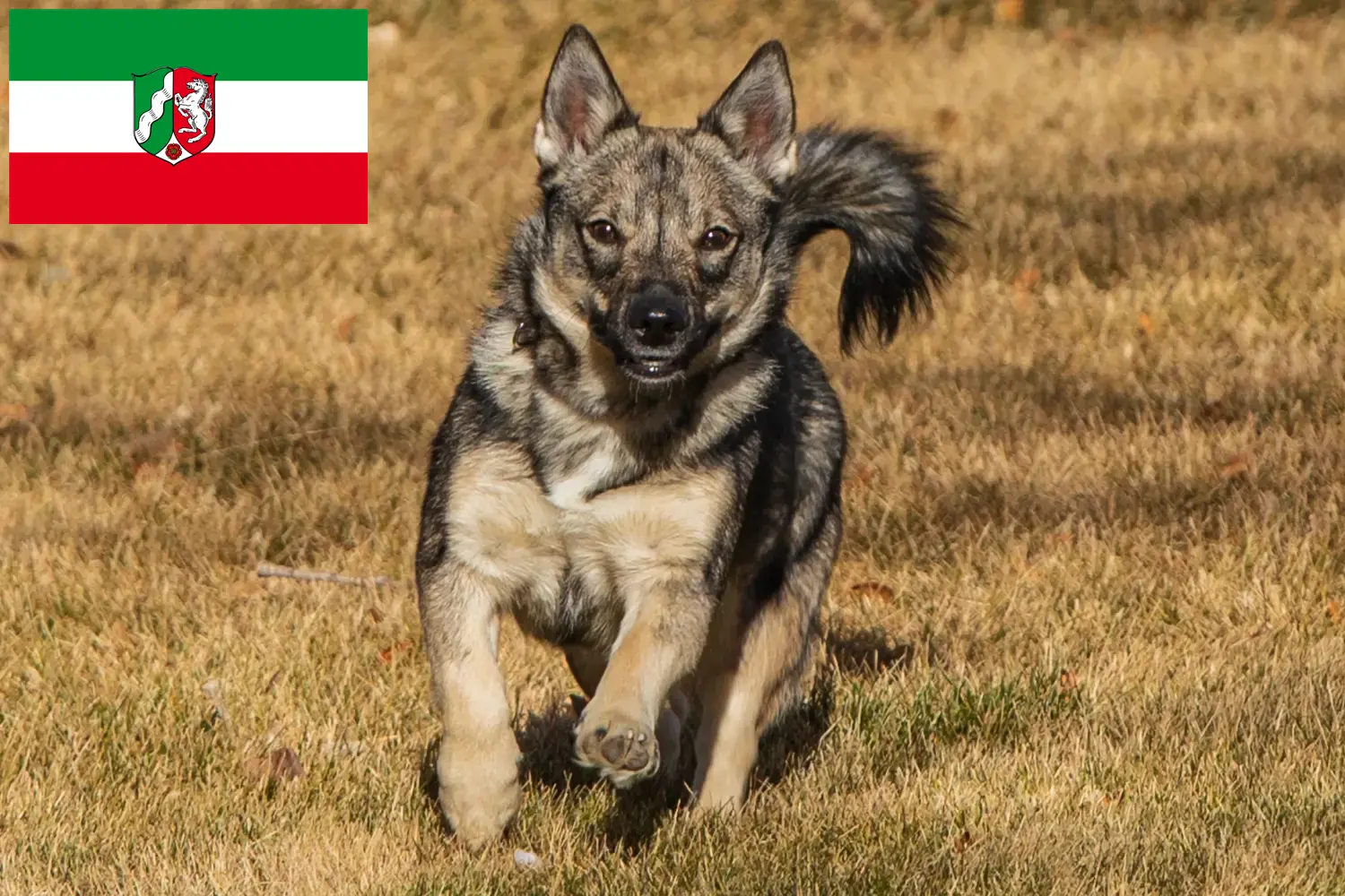 Read more about the article Västgötaspets crescători și căței în Renania de Nord-Westfalia