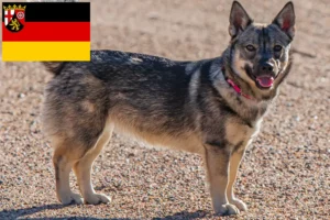 Read more about the article Västgötaspets crescători și căței în Renania-Palatinat