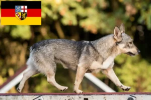 Read more about the article Västgötaspets crescători și căței în Saarland