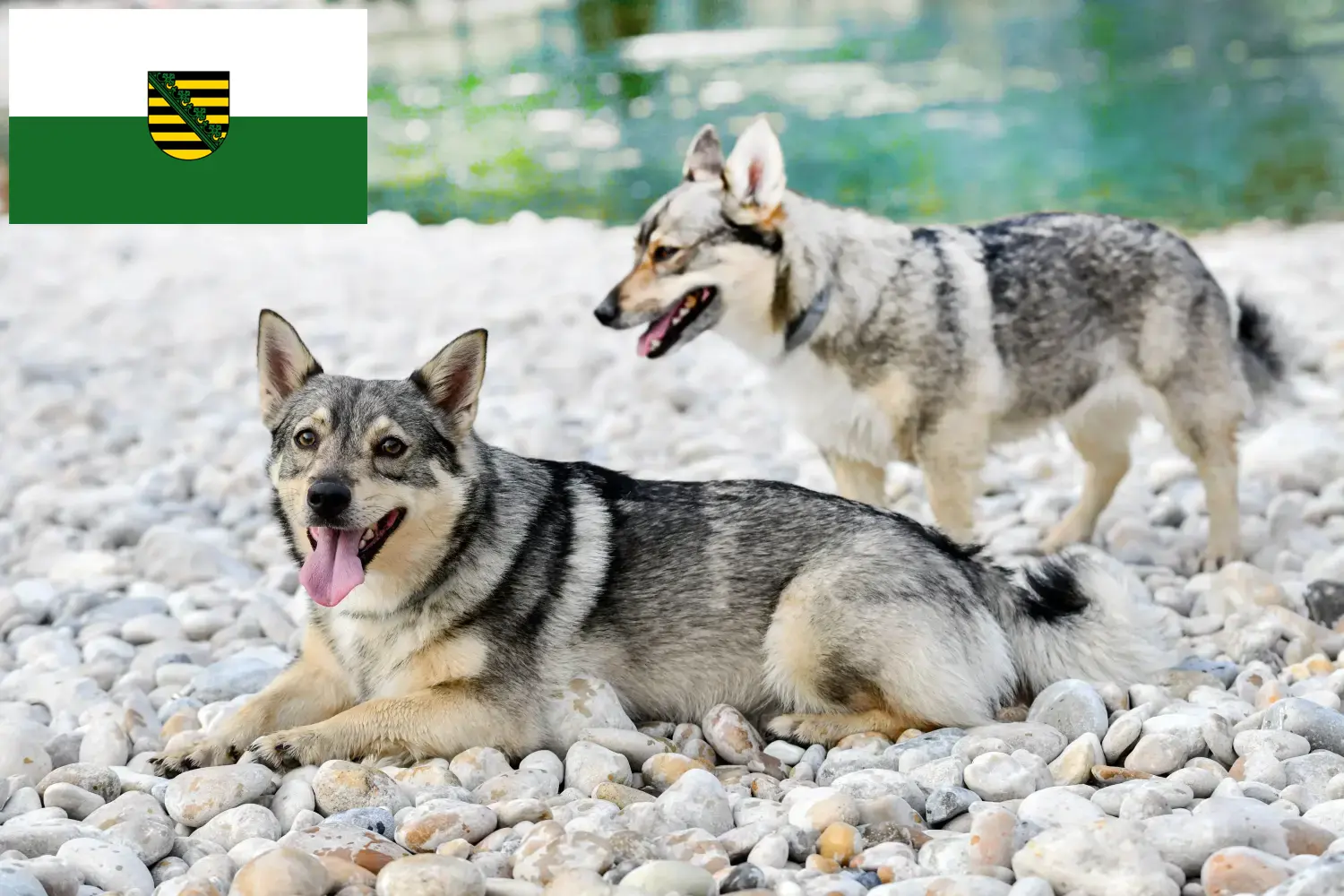 Read more about the article Västgötaspets crescători și căței în Saxonia