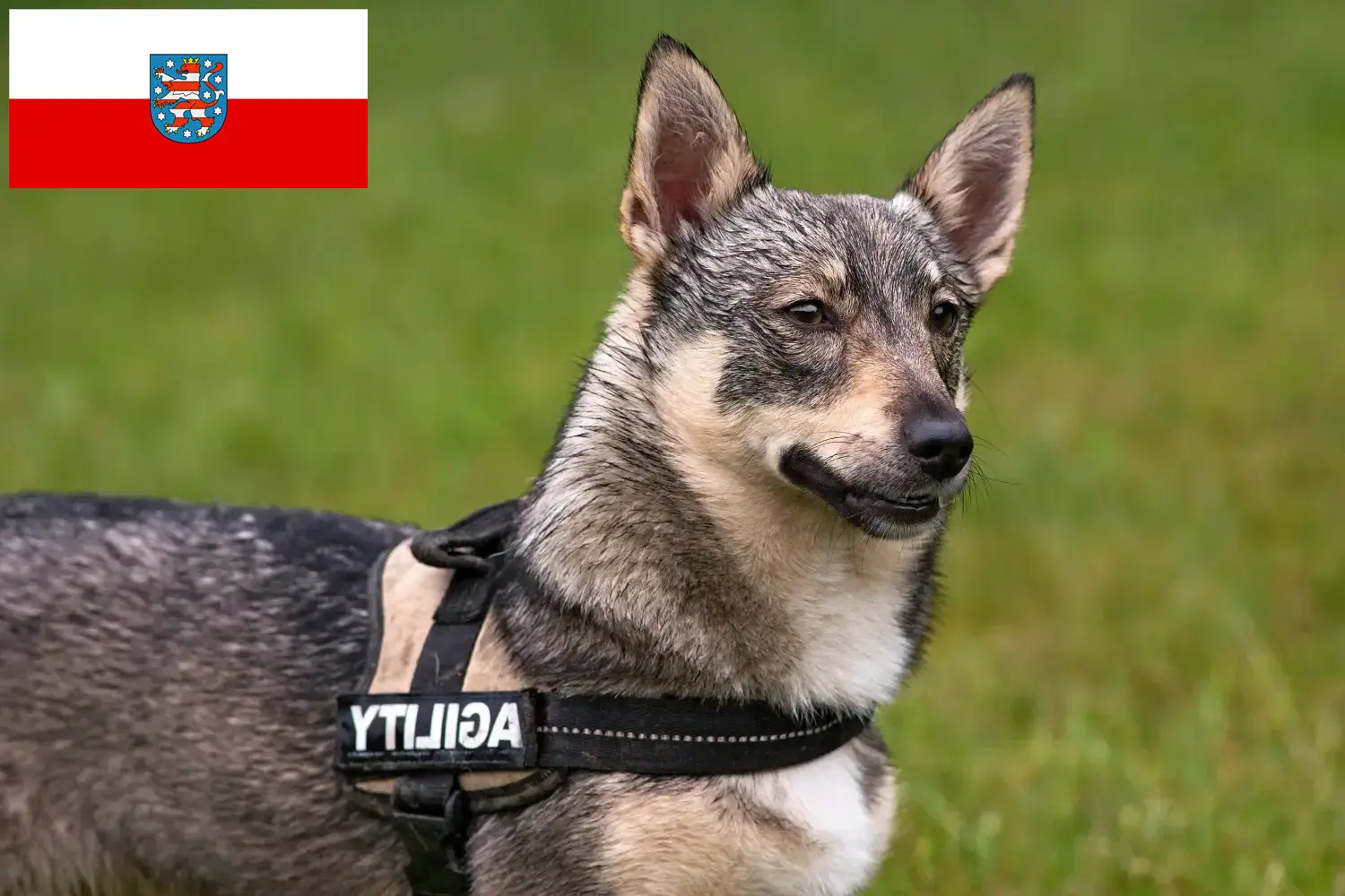 Read more about the article Västgötaspets crescători și căței în Turingia