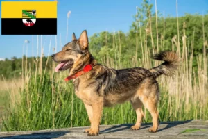 Read more about the article Västgötaspets crescători și căței în Saxonia-Anhalt