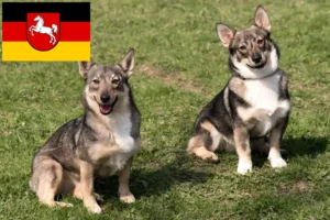 Read more about the article Västgötaspets crescători și căței în Saxonia Inferioară