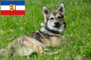 Read more about the article Västgötaspets crescători și căței în Schleswig-Holstein