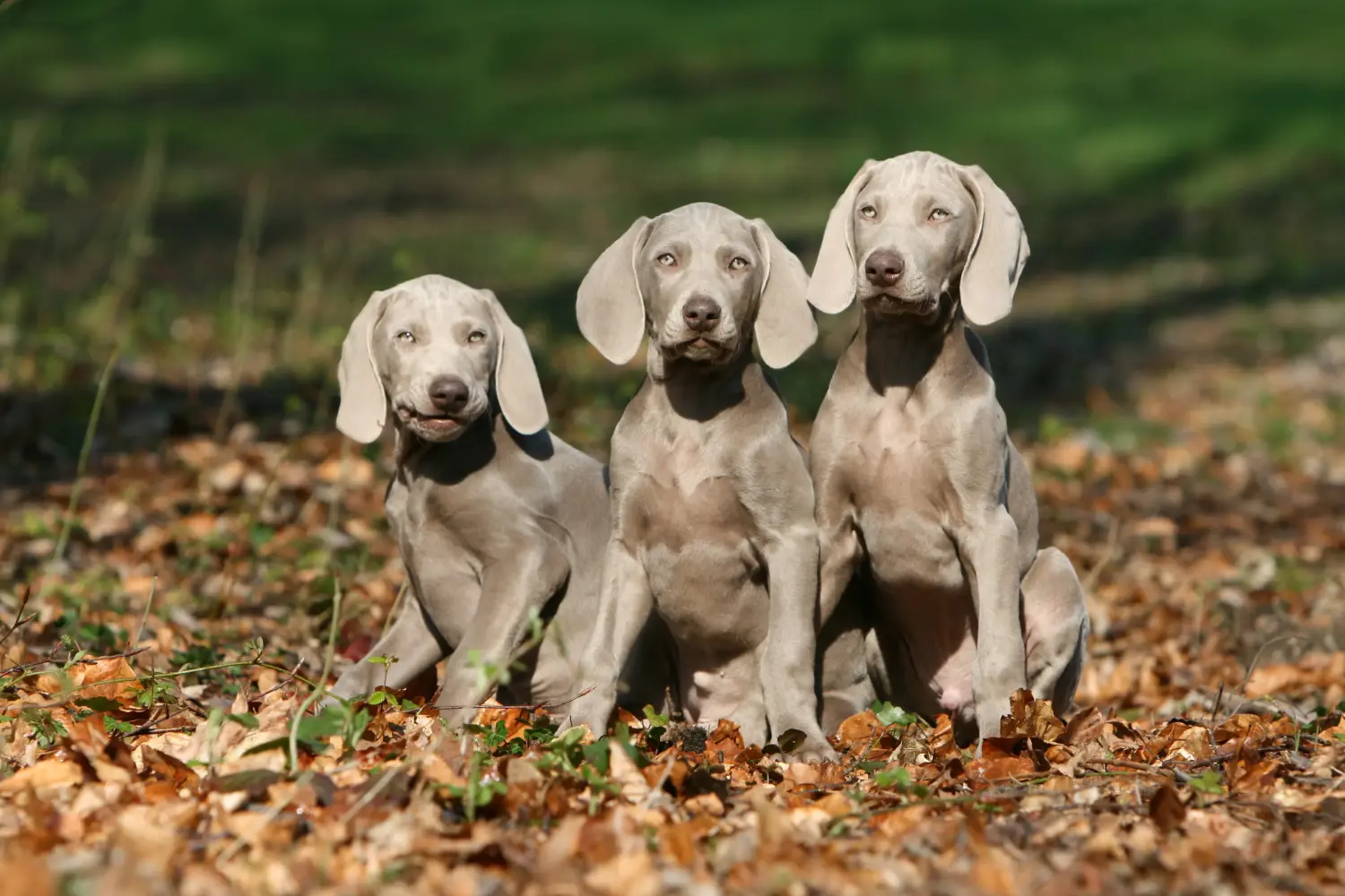Cumpărarea unui cățel Weimaraner înseamnă asumarea responsabilității! Cumpărați cățeluși Weimaraner.
