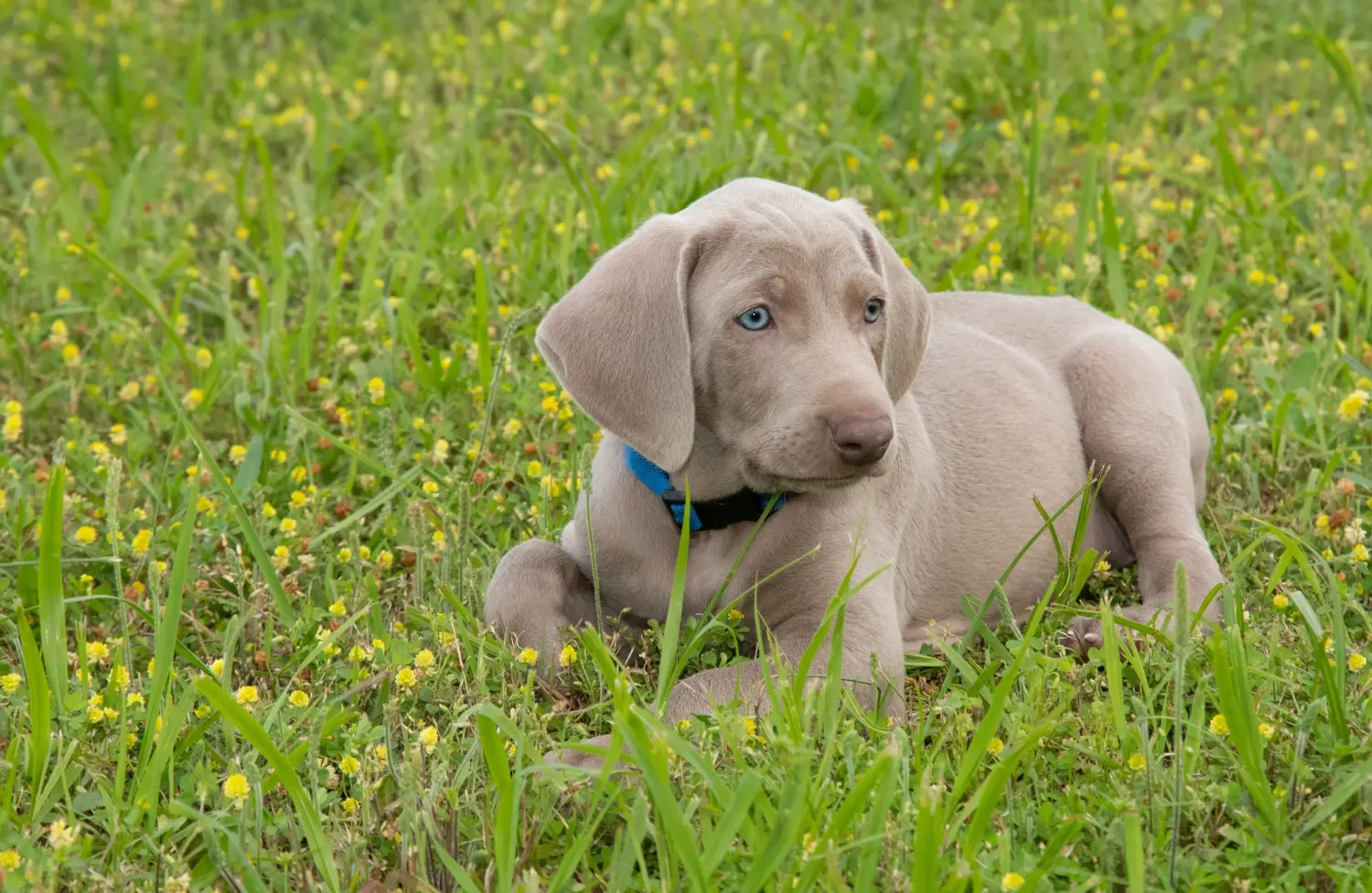 Cumpărarea unui cățel Weimaraner înseamnă asumarea responsabilității! Cumpărați cățeluși Weimaraner.